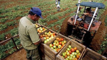 Fermierii, obligați să dea subvențiile înapoi